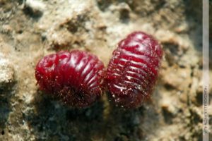 Cochineal Beetle Carmine Makeup Beauty Industry
